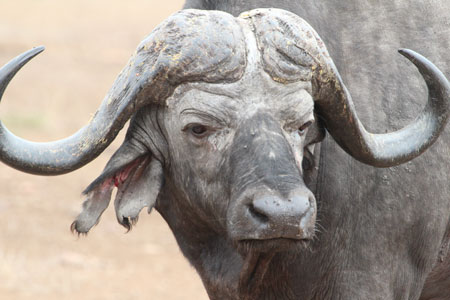 Cape Buffalo